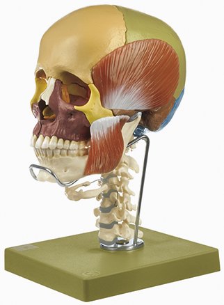 Modelo de cráneo de 14 piezas con musculatura masticatoria, columna vertebral cervical y hueso hioides