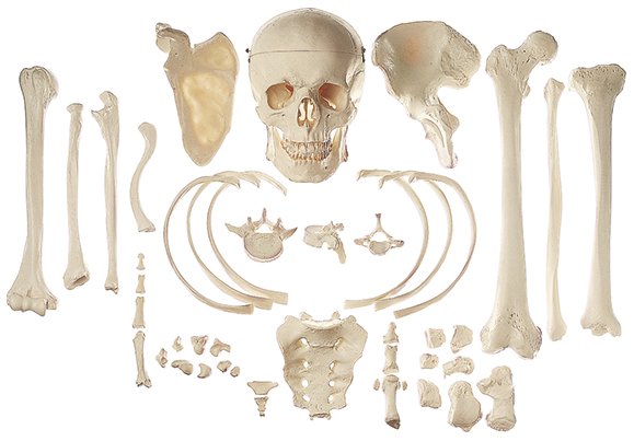 Colección de huesos característicos del ser humano