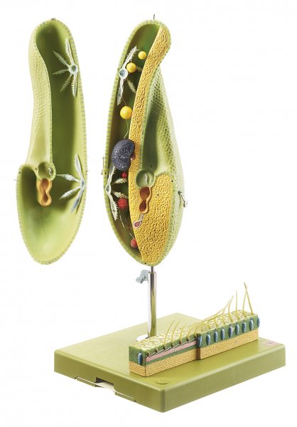 Paramecium