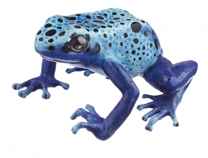 Dendrobate à tapirer bleu