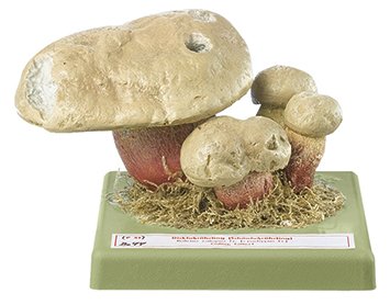 Boletus calopus FR.