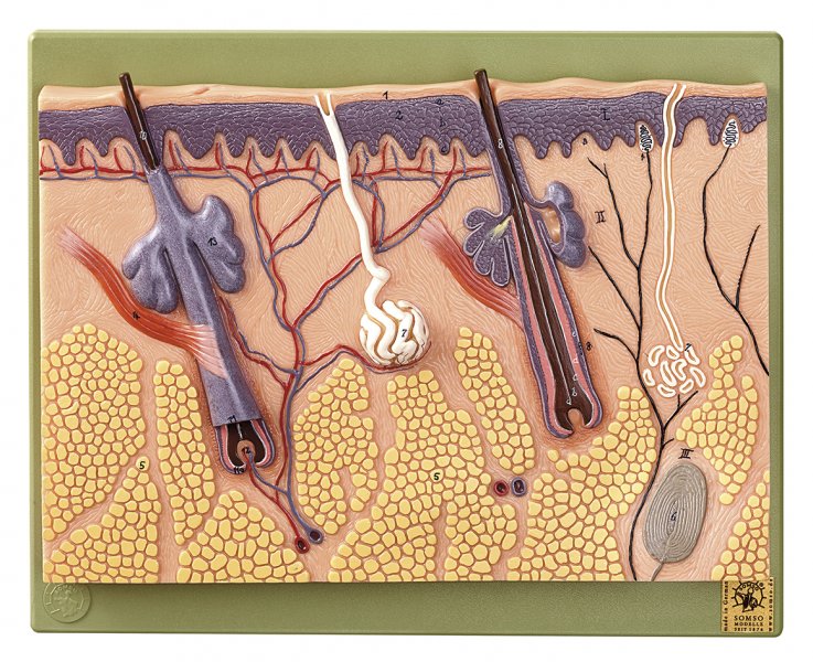 Section of Skin