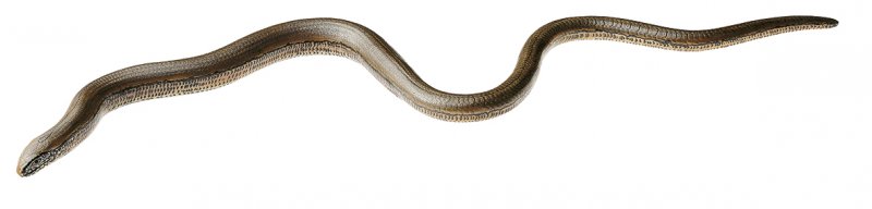 Slow Worm