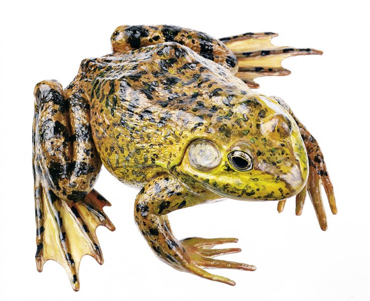 Grenouille taureau nord-américaine, mâle