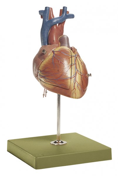 Fetal Heart