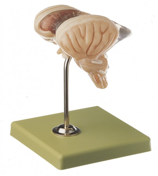 Modelo de tronco encefálico de 8 piezas