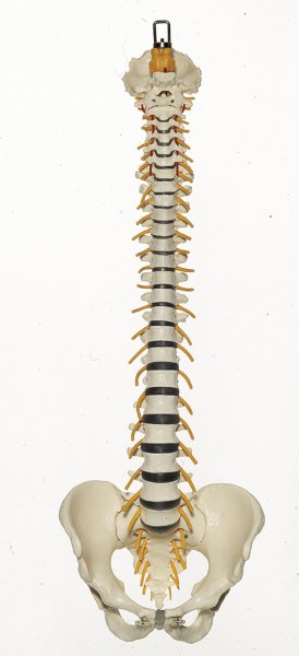 Colonna vertebrale con bacino