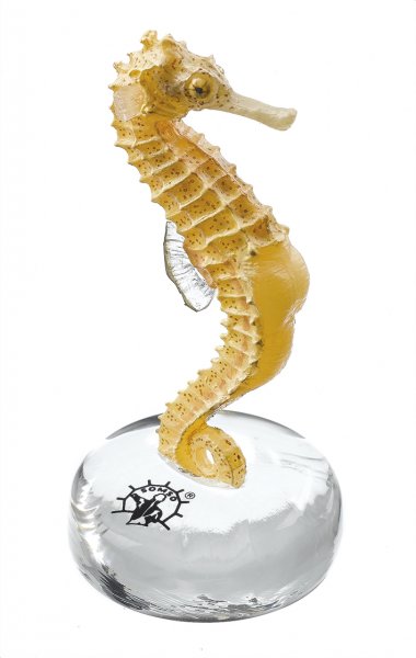 Long-snouted Seahorse