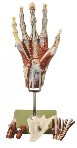 Muscles of the Hand with Base of the Forearm