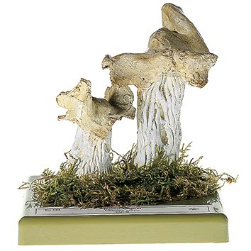 Helvella crispa