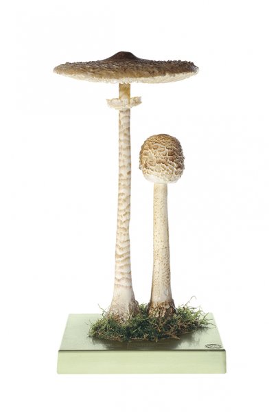 Macrolepiota procera