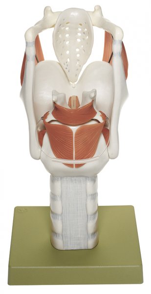 Estructura cartilaginosa de la laringe