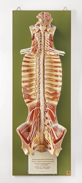 Médula espinal con conducto vertebral
