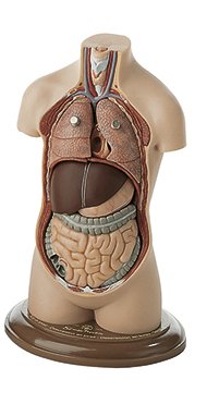 Small Torso of Young Man without Head