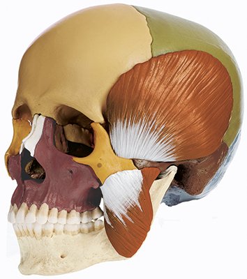 14-Part Model of the Skull