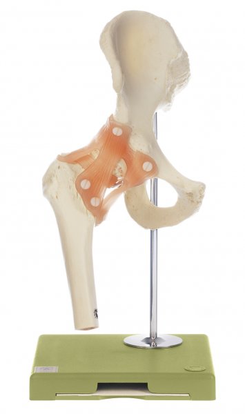 Modelo funcional de la articulación de la cadera