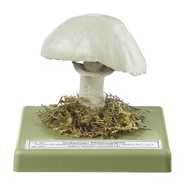 Agaric jaunissant