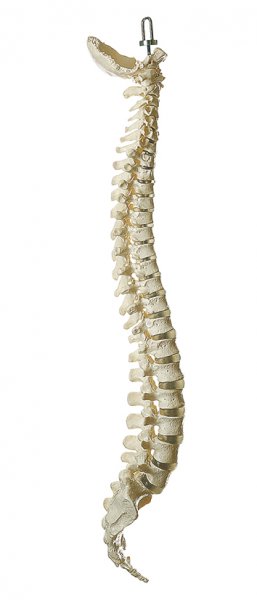 Colonna vertebrale