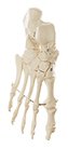 Foot Bone