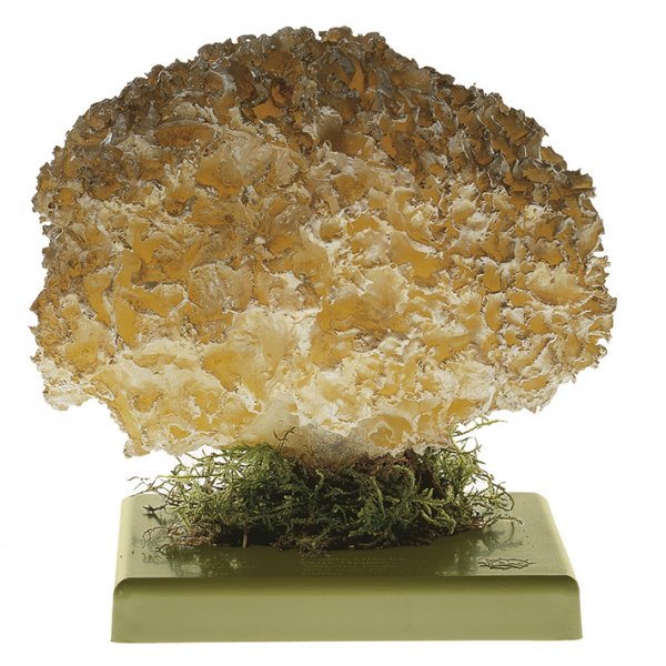 Cauliflower Fungus